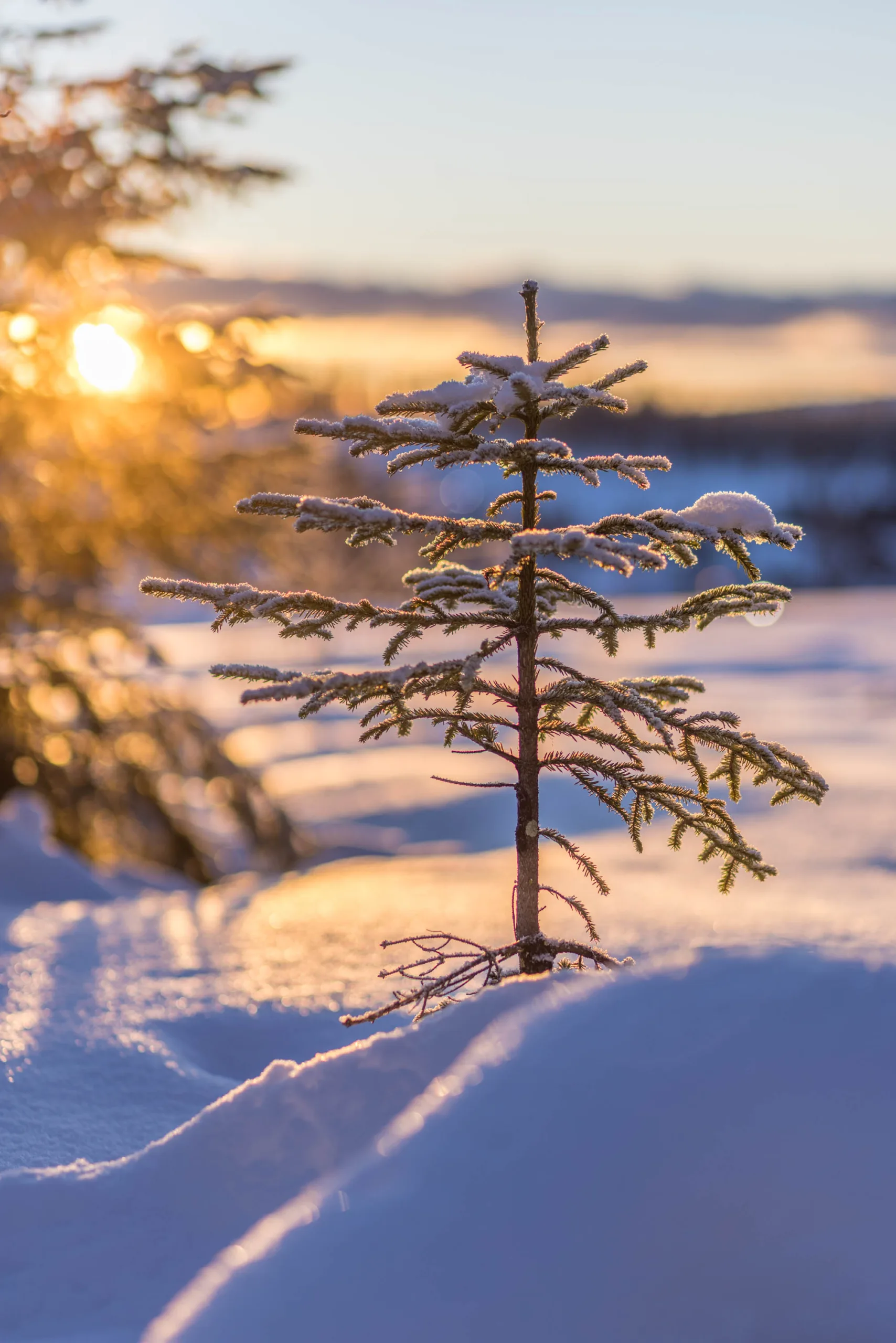 En bild på en liten gran i solnedgången